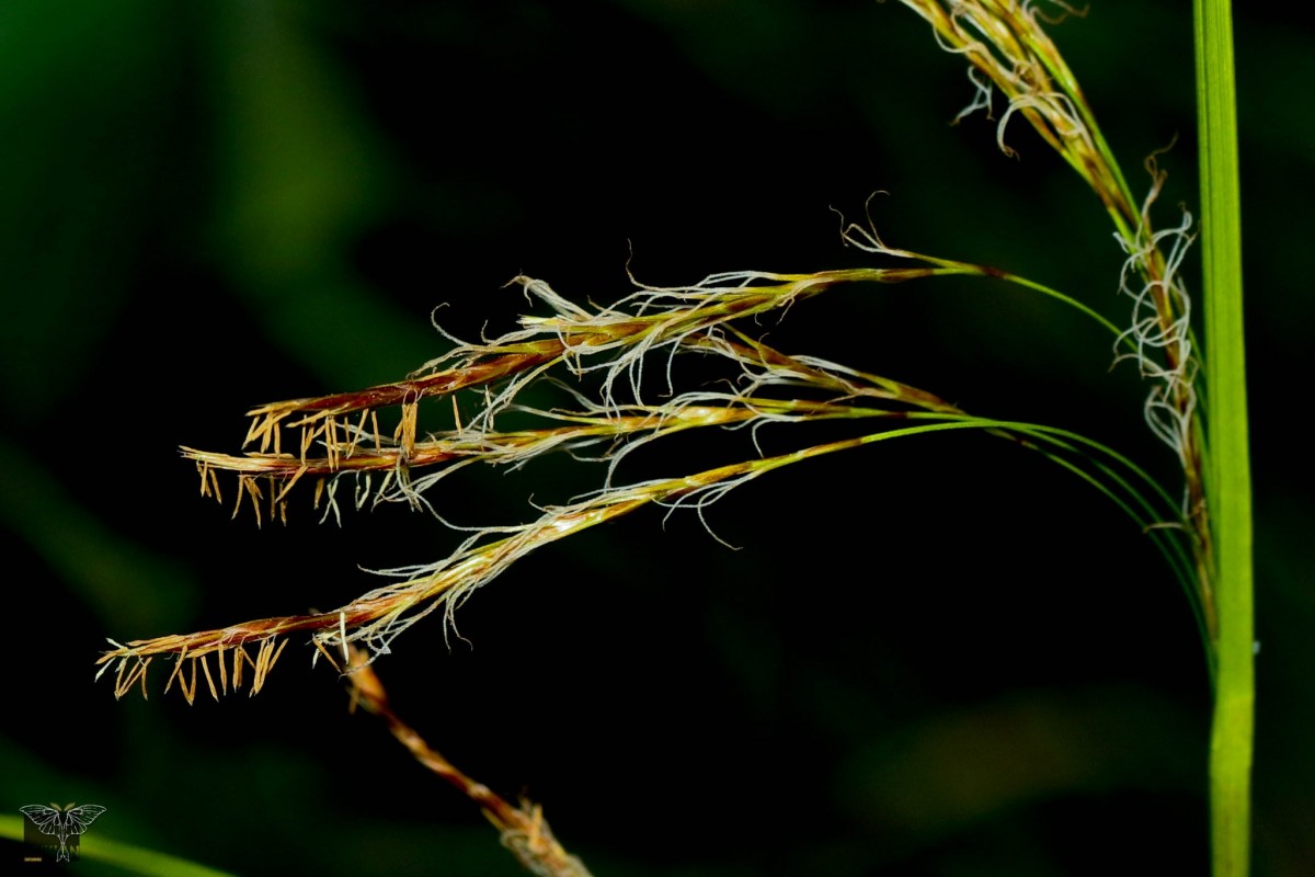 Carex walkeri Arn. ex Boott